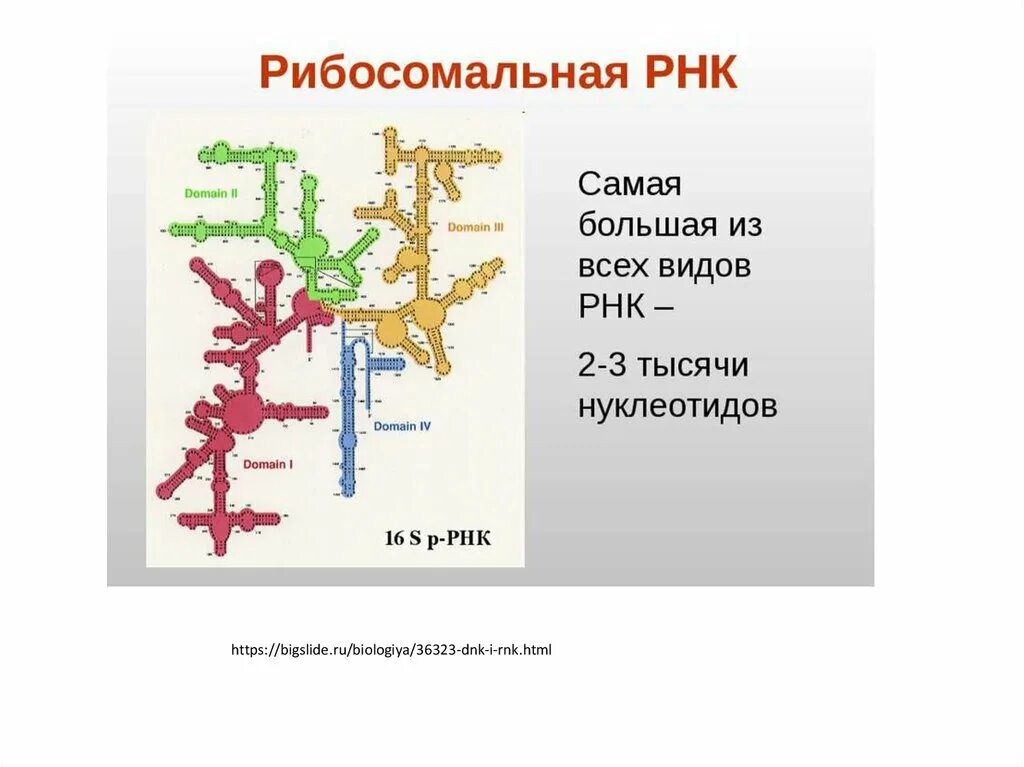 Р рнк. Рибосомная рнк функции. Вторичная структура рибосомальной рнк. Рибосомная рнк строение и функции. Строение рибосомальной рнк.