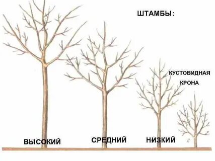 Обрезаны низко