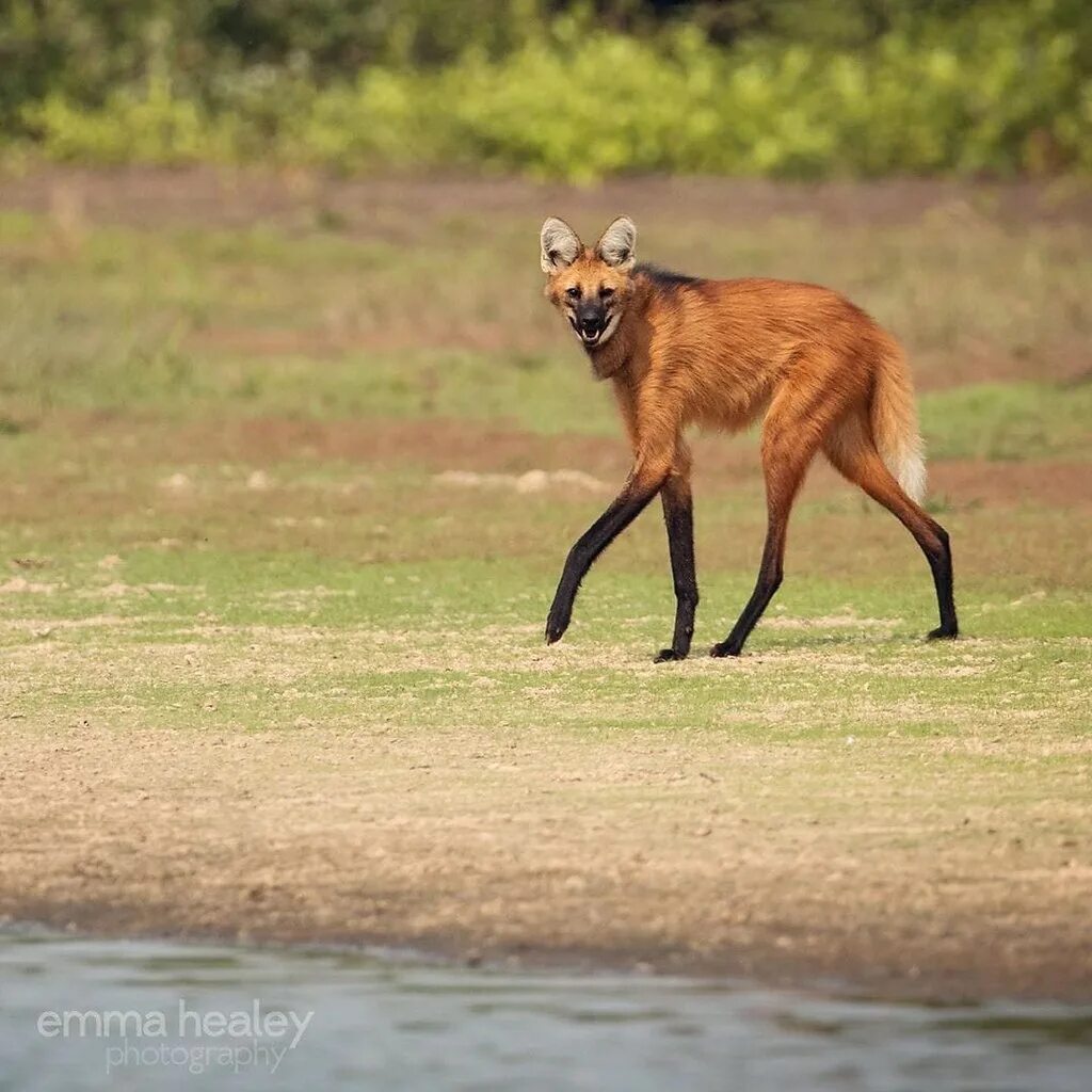 Mane Wolf Maned wolf, Wolf, Animals