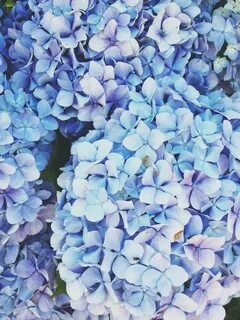 Go flowers