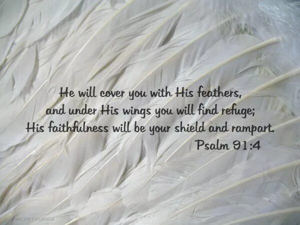 Feathering his own. He will Cover you with his Feathers and under his Wings you will find Refuge перевод на русский. He will Cover you with his Feathers and under his Wings you will find Refuge откуда эта фраза.