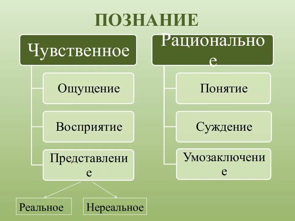 Виды познания чувственное и рациональное познание. Формы познания. Схема формы познания.