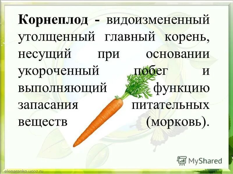 видоизменения корней запасающие корни. видоизменения корня свеклы, редиса. корнеплод это видоизмененный корень и стебель. корнеплод моркови является видоизмененным побегом. корнеплод моркови является видоизмененным побегом.