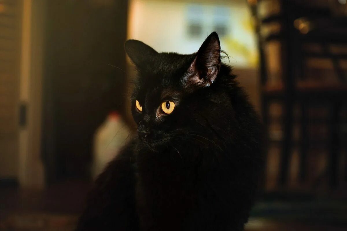 Жизнь черного кота