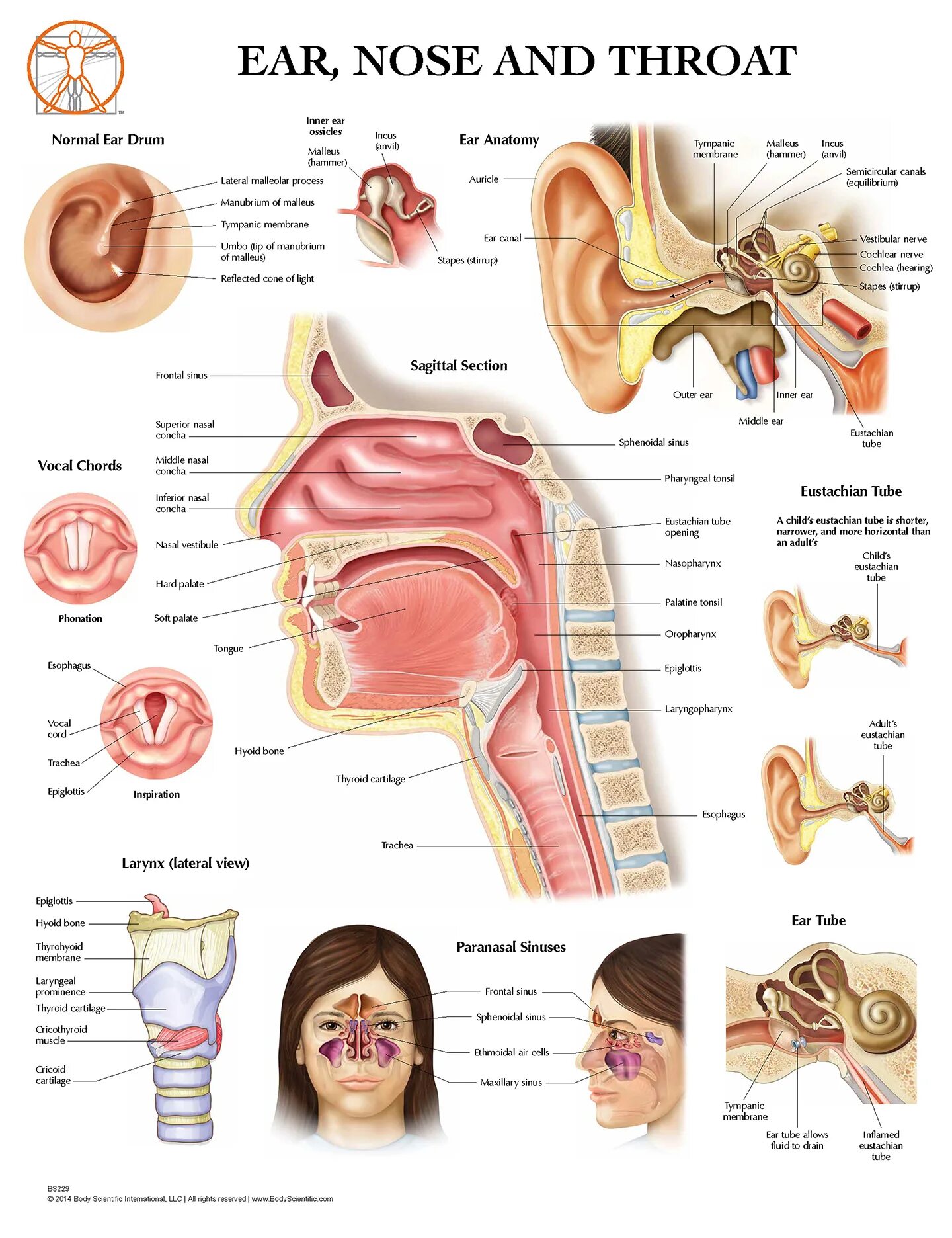 как работает ухо горло нос. как работает ухо горло нос. строение ухо горло нос человека схема. строение уха горла носа. строение ухо горло нос человека схема.