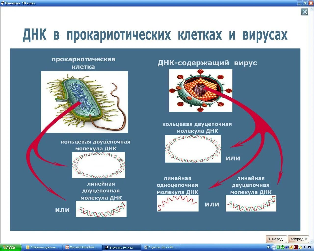 Кольцевая днк прокариот. ДНК В прокариотической клетке и эукариотической. ДНК В клетках прокариот. Молекула ДНК В прокариотической клетке. ДНК эукариотической клетки.