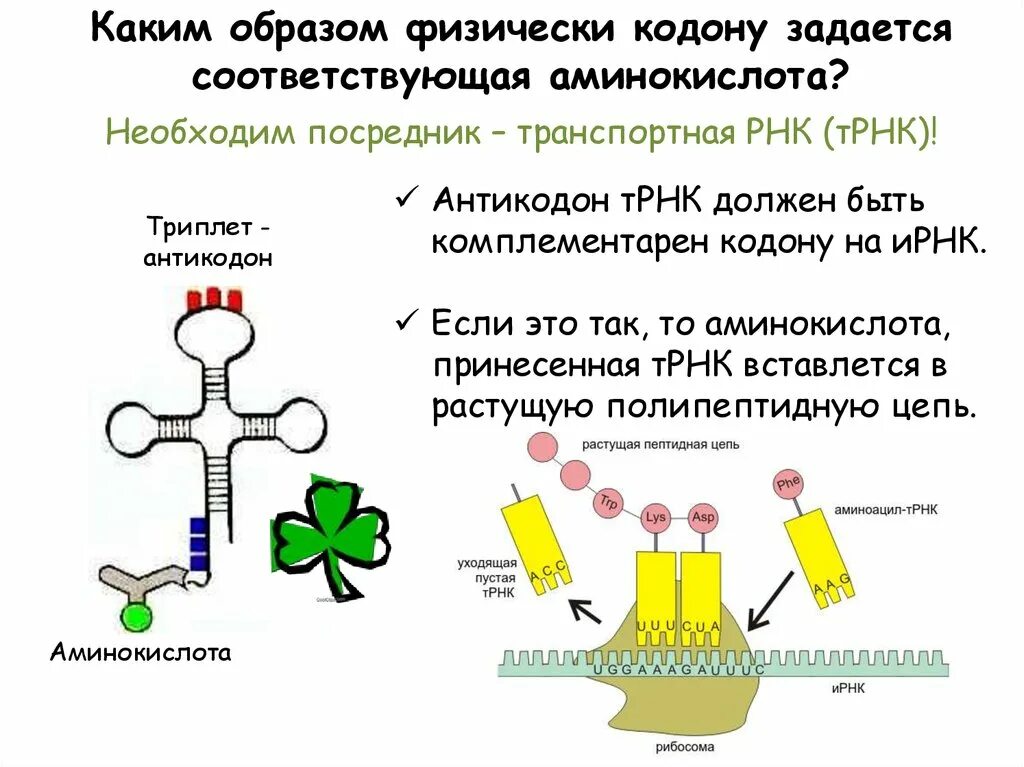 Стар-кодон Амино кислота. Старт кодон РНК. ТРНК. Комплементарный кордон ИРНК. Кодоны т рнк