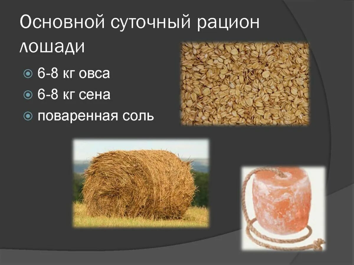 Рацион кормления лошадей таблица. Норма овса для лошади. Рацион для рабочей лошади. Кормление молодняка лошадей таблица. Кормление спортивных лошадей рацион.