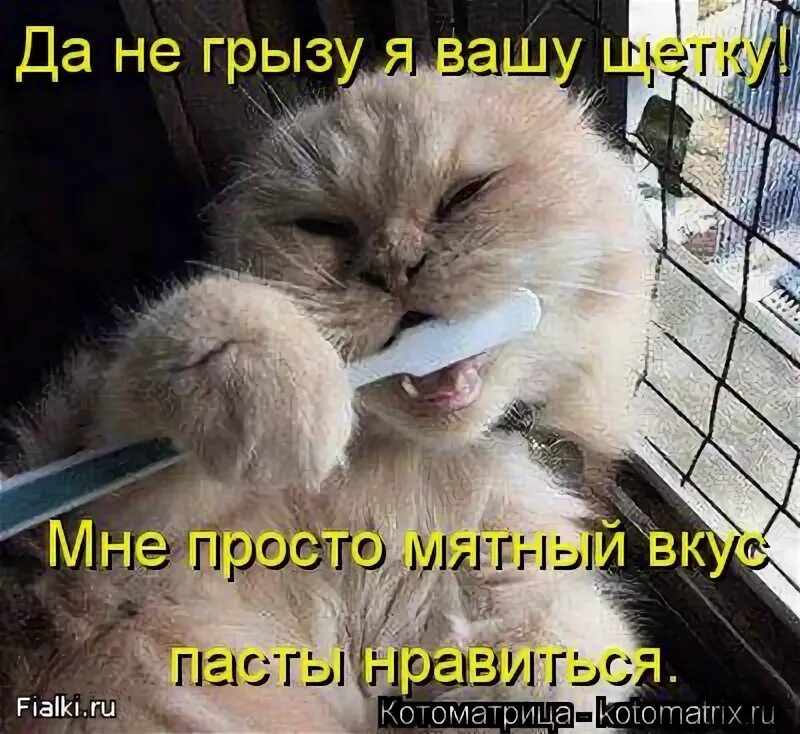 Рыжий кот с рыбой. Нельзя возвращаться к предателям нельзя локти кусайте. Смешные кошки. Кот держит в зубах. Борис галкин в зоне особого внимания.