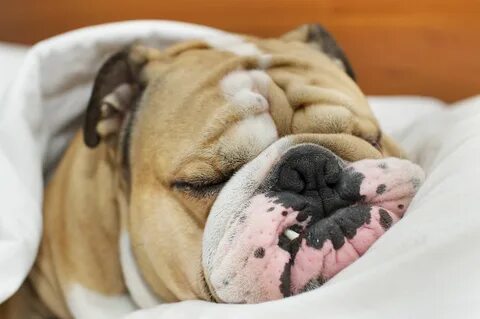 Lazy dog