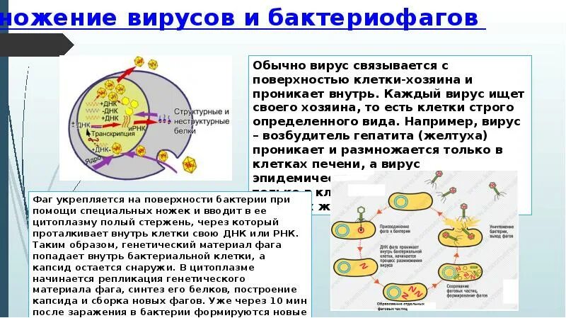 Интегрированная ДНК бактериофага в ДНК бактериальной клетки - это. Внеклеточные формы жизни. Интегрированная ДНК бактериофага в ДНК клетки бактерии. Типы взаимодействия бактериофага с бактериальной клеткой. Наследственный аппарат вируса формы жизни бактериофаги