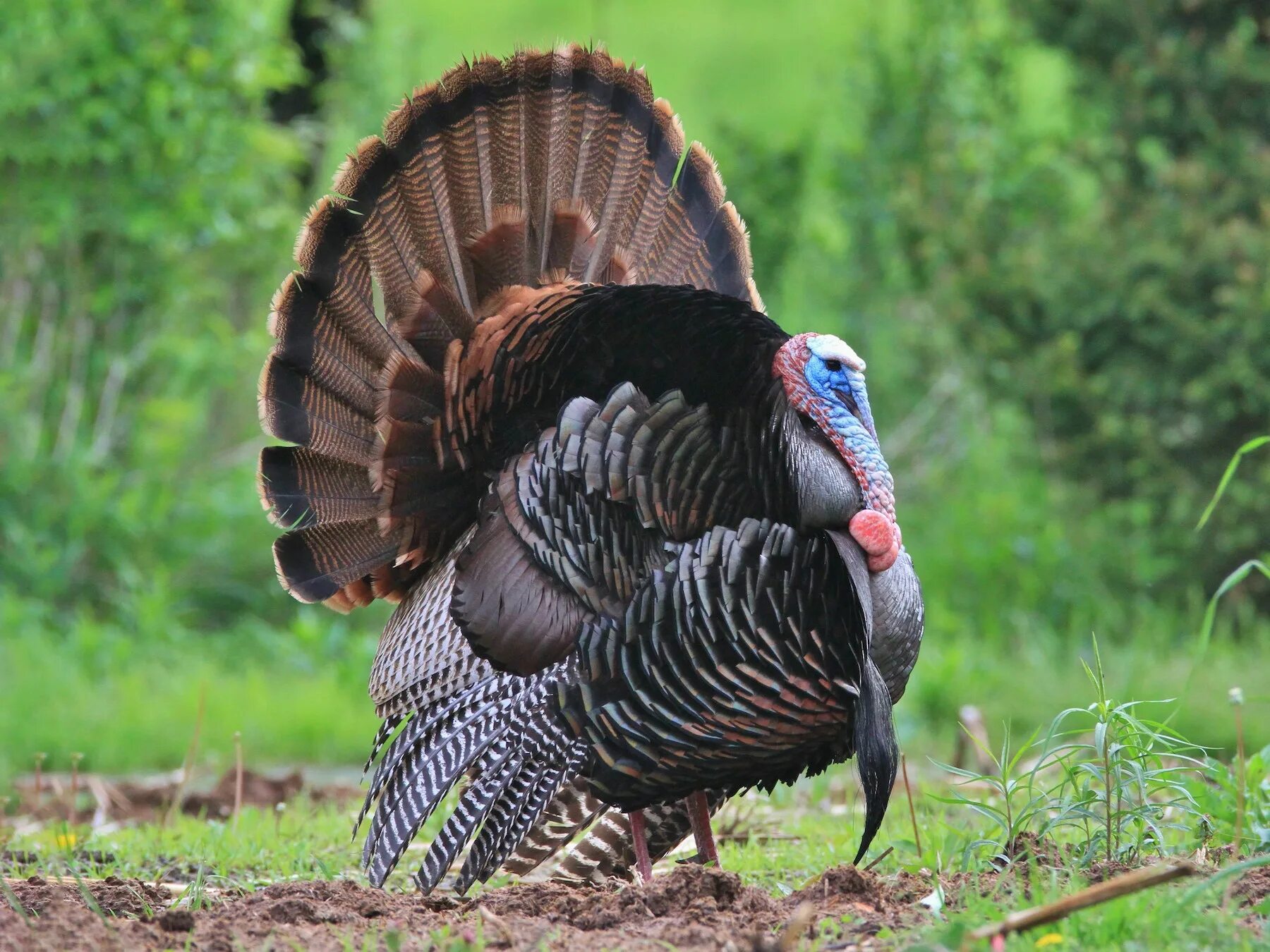 Come turkey. Обыкновенная индейка. Meleagris gallopavo. Turkey Bird. Turkey Pet.