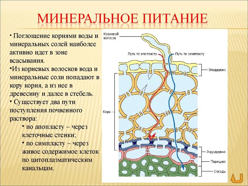 Вода поступает в корень через. Питание растений корневые волоски. Миндальное питание растений. Поглощение корнями воды и Минеральных солей. Минеральное и Корневое питание растений.