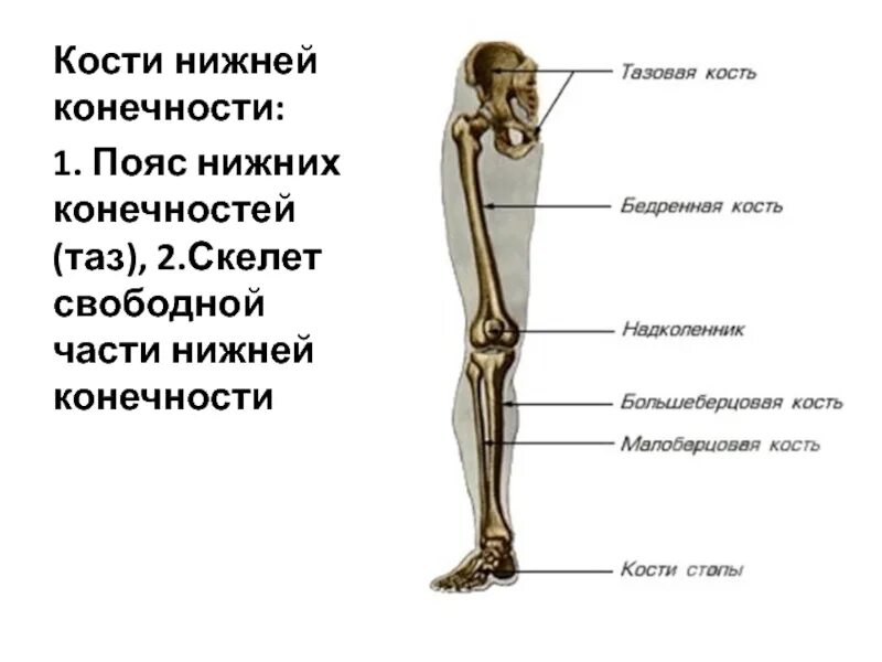 Левой нижней конечности. Кости скелета нижних конечностей человека. Кости скелета свободной нижней конечности человека. Кости нижней конечности схема. Скелет пояса нижних конечностей человека.