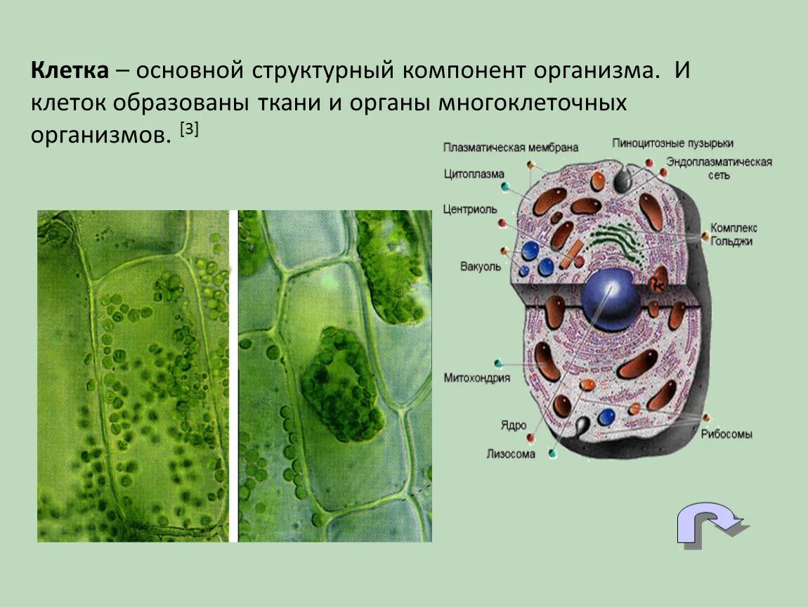 Основными клеточными элементами