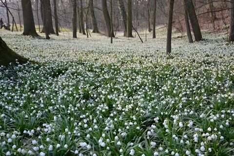 Где цветут подснежники
