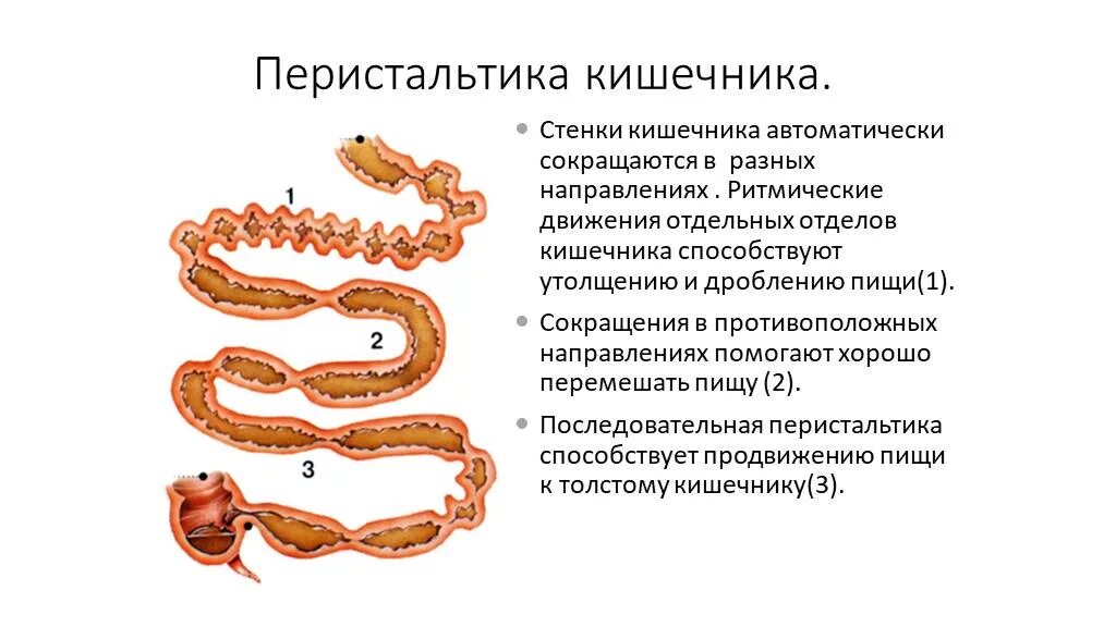 Усиленная моторика кишечника. Перистальтика кишечника осуществляется за счет. Усиленная кишечная перистальтика это. Усиление перистальтики кишечника. Волнообразные движения кишечника.