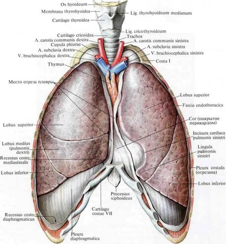 Плевра легких анатомия. Плевра легких анатомия. Плевральная полость строение и функции. Плевральный мешок анатомия. Плевральная полость схема.