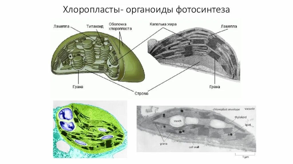 Органоиды принимающие участие в фотосинтезе. Органоид хлоропласт. Органоиды клетки участвующие в процессе фотосинтеза. Органоиды клетки участвующие в фотосинтезе.