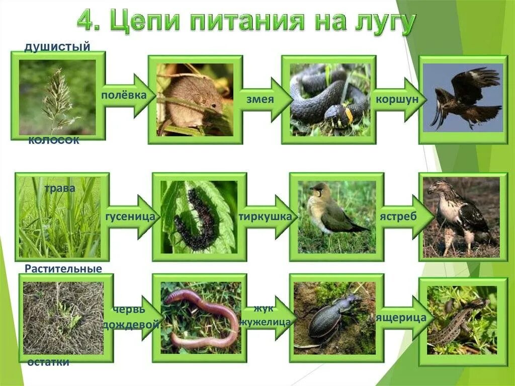 Листовой опад еж лисица какой объект отсутствует