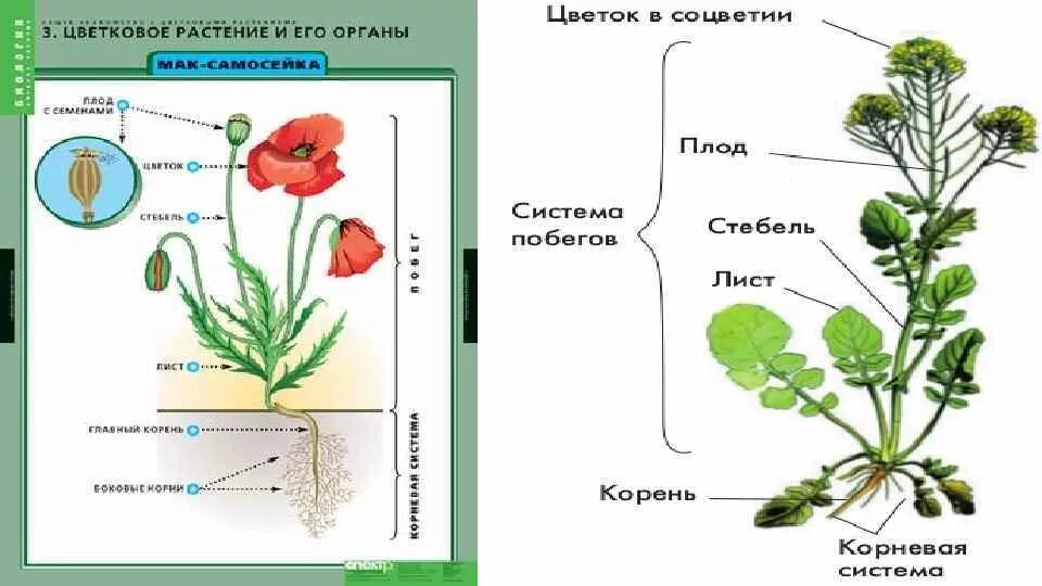 Строение растения рисунок с подписями. Вегетативные органы цветкового растения. Строение органов цветкового растения.