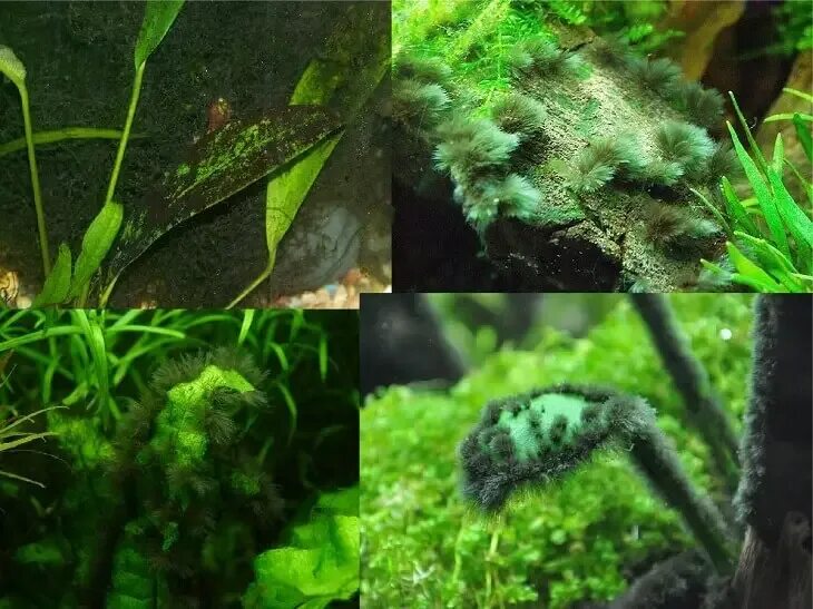 Водоросли черная борода в аквариуме как выглядит black hair like algae in aquarium Purchase 54