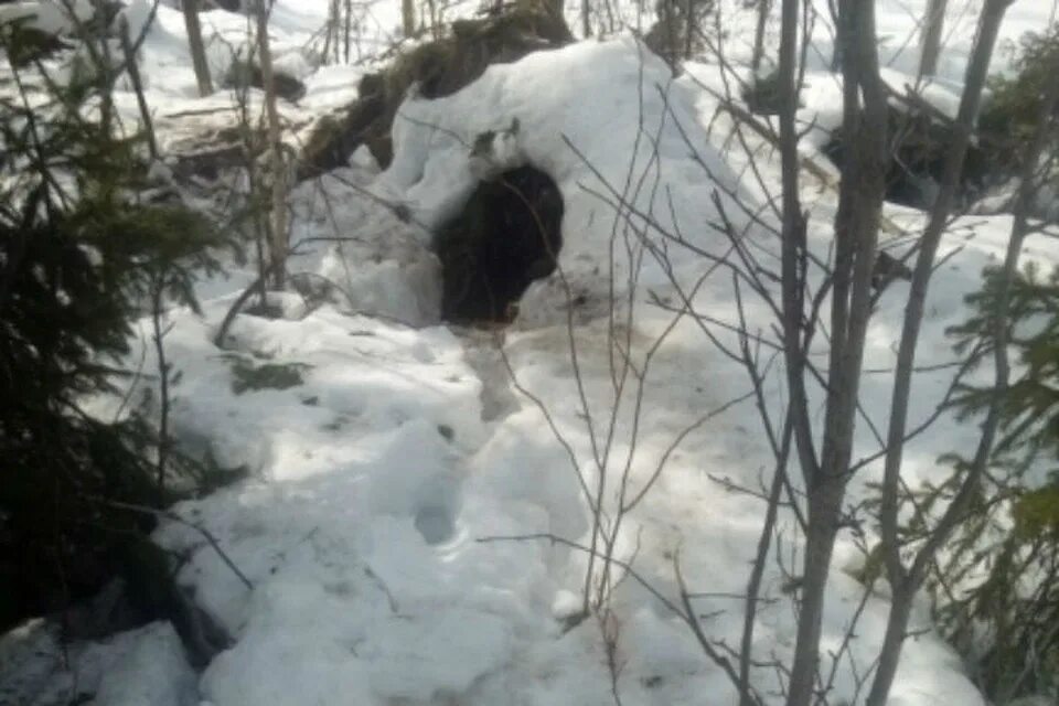 Старая берлога. Медвежья берлога (бункер). медвежья берлога великий новгород. топтыгина берлога рыбинск. убили медведя в берлоге.