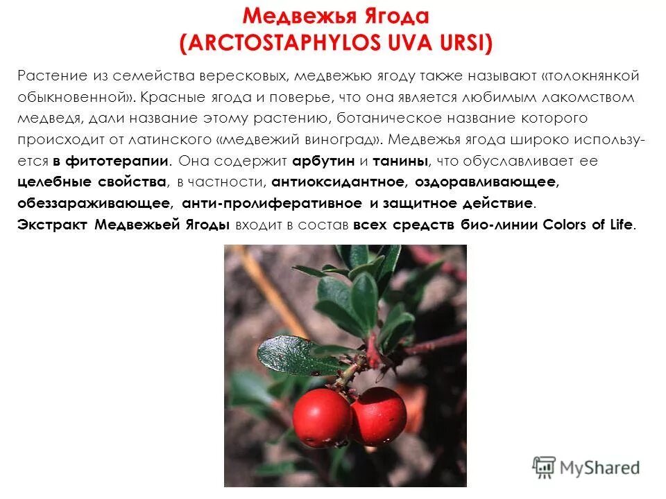 семейство ягодных растений. паслен клубненосный. боярышник мао мао. голубика высокорослая бригитта. плодовые культуры растений.