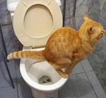 Котенок после переезда не какает