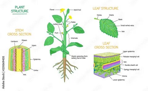 Plant selection