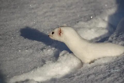 Ласка дома