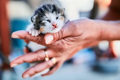 Воспитание котенка