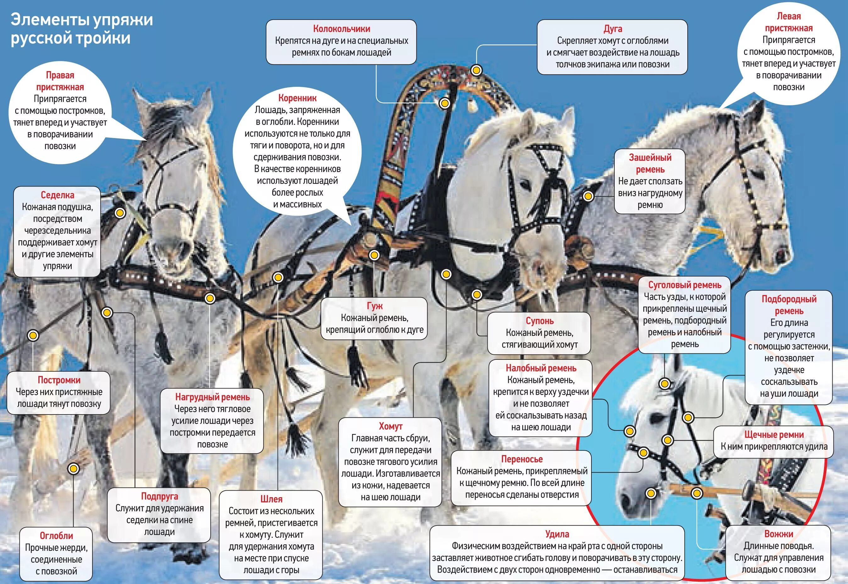 Элементы упряжи лошади. Название сбруи для лошади. Детали сбруи для лошадей. Элементы лошадиной упряжи названия.