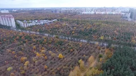 Роща воронеж