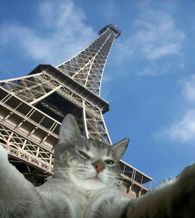 French cat. Кошка в Париже. Кот с Эйфелевой башней. Кот во Франции. Кот из Парижа.