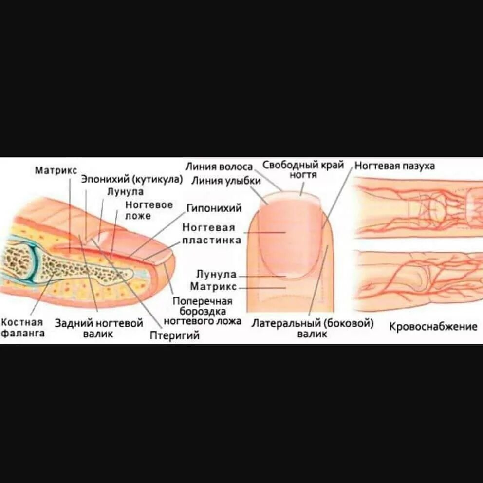 Онихобласты. Строения ногтевого ложа анатомия. Строение ногтевой пластины анатомия. Ногтевое ложе и ногтевая пластина. Анатомия и строение ногтевой пластины формы.