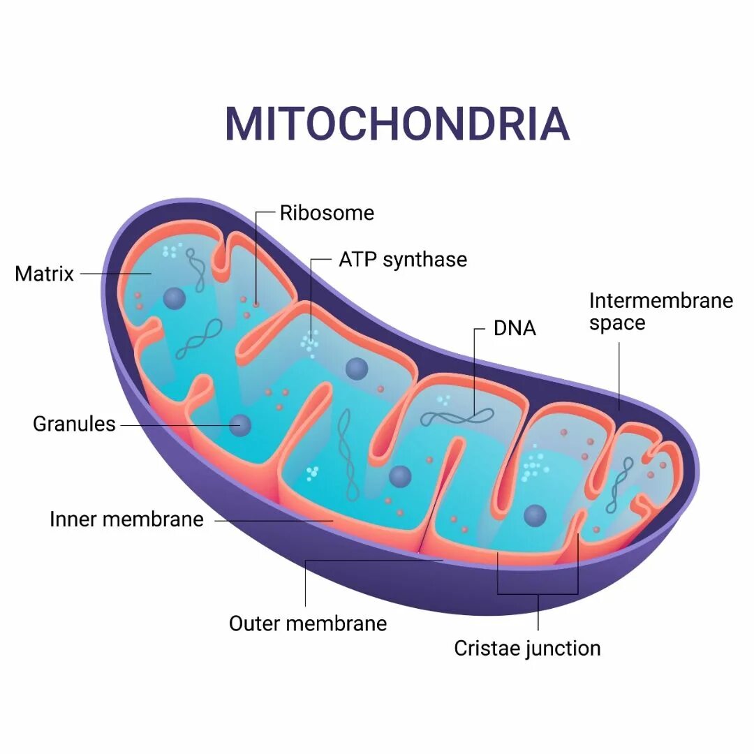Митохондрии человека просто. Митохондрии эукариот. Строма митохондрии. Митохондрии рисунок легкий. Строение митохондрии.