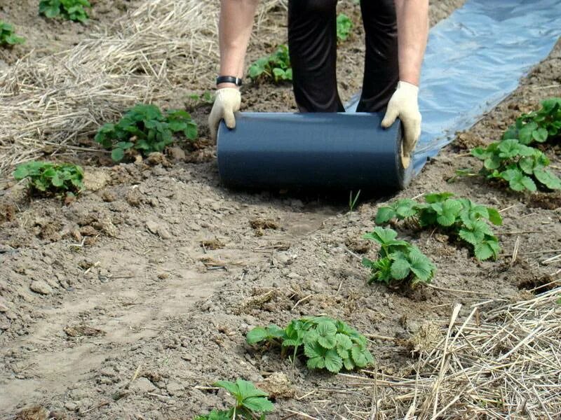 Черный материал для грядок. Агроткань застилочная чехия. 1х100 м; 100 г/м2) рулон мегапласт 1437. Черный материал для грядок. Спанбонд мульча агроткань черный.