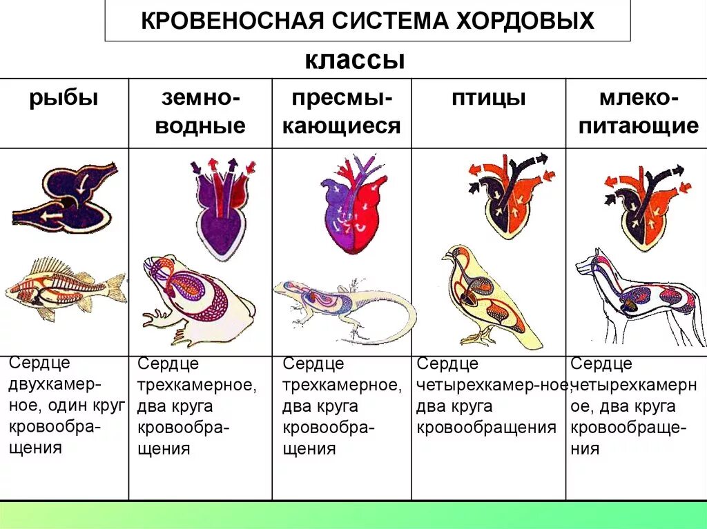 У какого класса хордовых появляется диафрагма