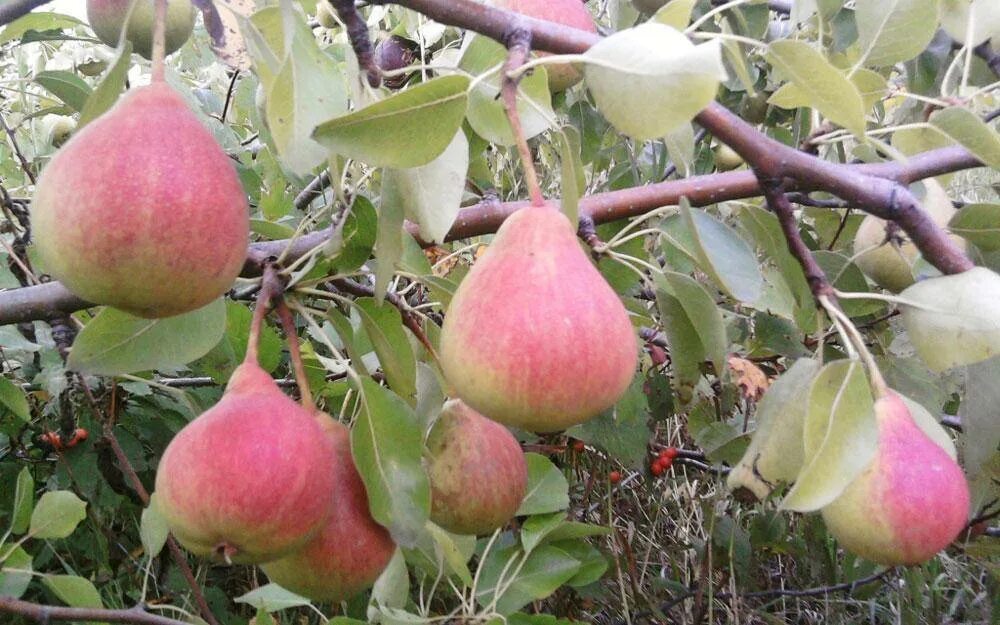 Груша мраморная сорта опылители. Груша мраморная саженец. Груша Орловская красавица. Сорт груши мраморная.