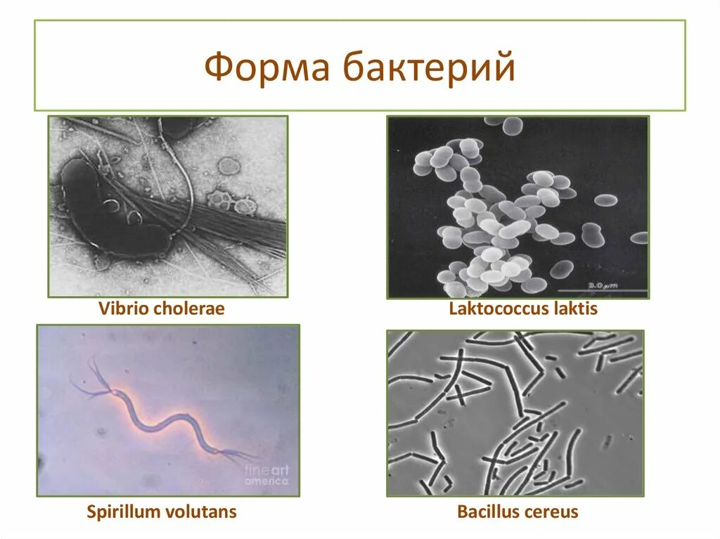 Бактериальную клетку от окружающей среды отделяет. Форма бактерий кокки палочки извитые. Формы бактерий. Форму бактериям придает. Строение органоидов бактериальной клетки микробиология.