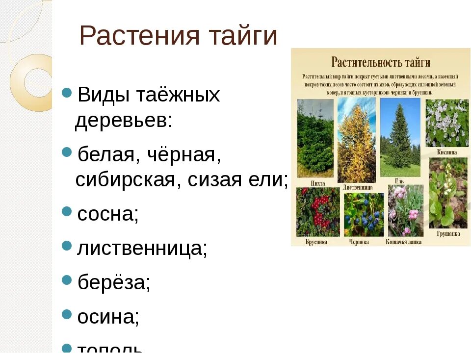 Для природной зоны тайги характерны. Природная зона Тайга растительный мир. Природные зоны России Тайга растения. Растительный мир тайги 4 класс. Растительный мир тайги в России 8 класс.