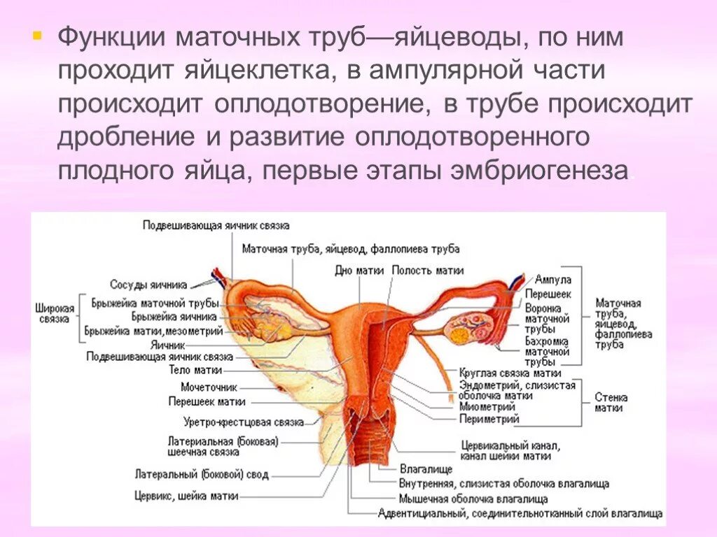 Женские половые органы трубы