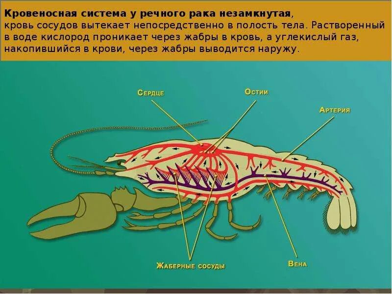 Дыхательная система членистоногих ракообразных. Кровеносная система ракообразных 7 класс биология. Строение кровеносной системы ракообразных. Гемолимфа у ракообразных.