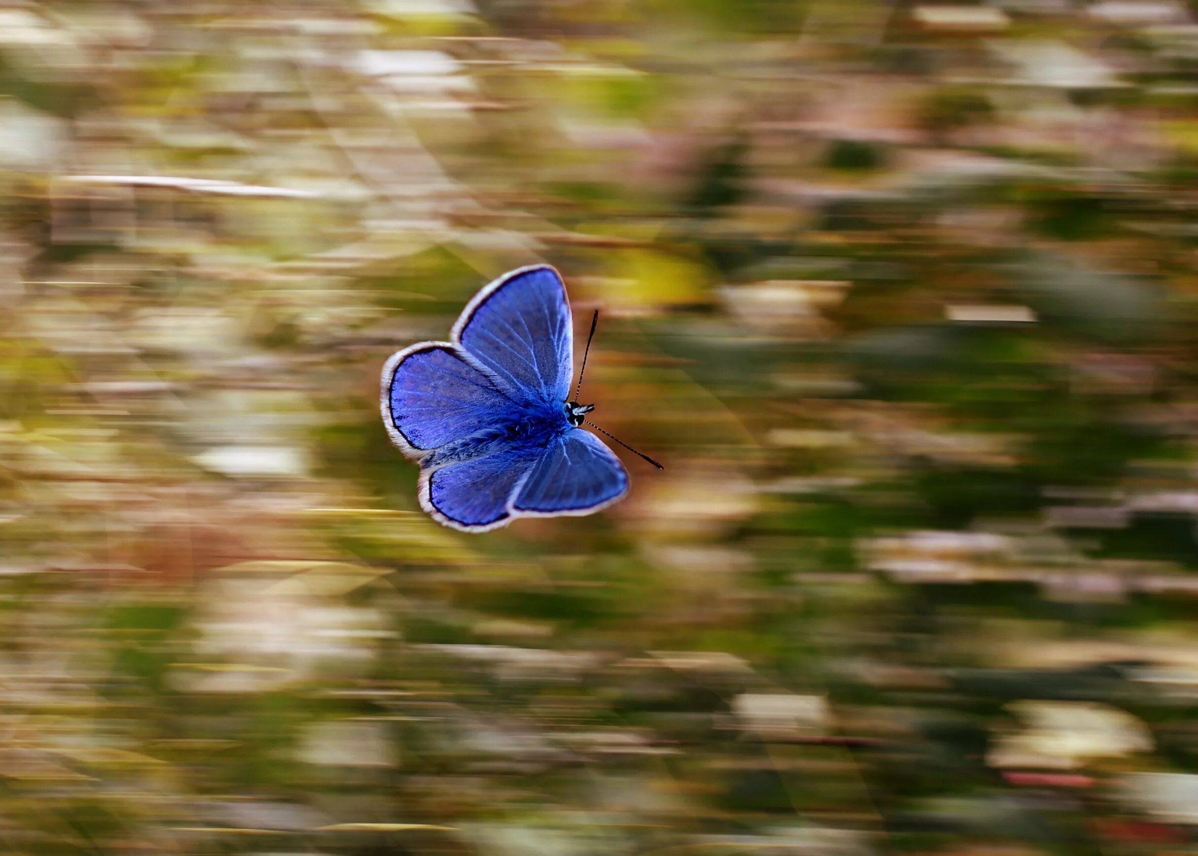 Почему бабочка летает. Синяя бабочка. Бабочки голубого цвета. Бабочки летают. Бабочка в полете.