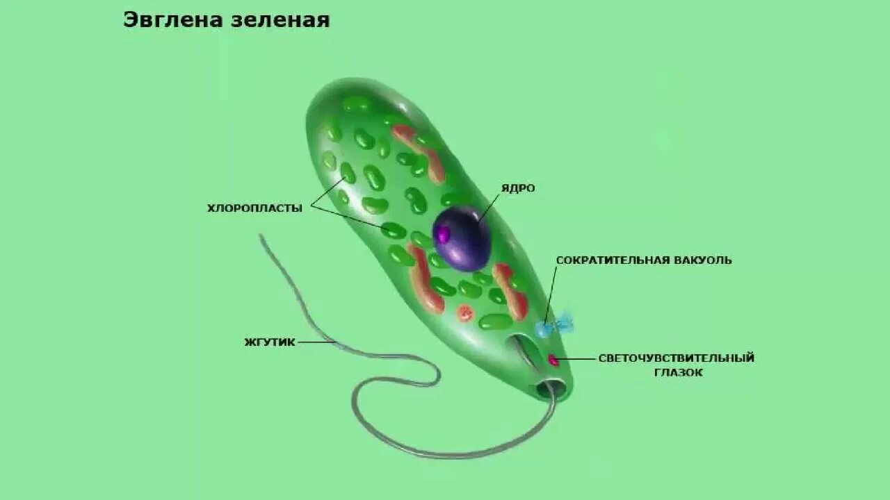 Эвглена зеленая одноклеточный организм. Строение эвглены зеленой микроскоп. Эвглена зеленая микроскоп. Жгутиконосцы эвглена. Эвгленовые (euglena, trachelomonas),.
