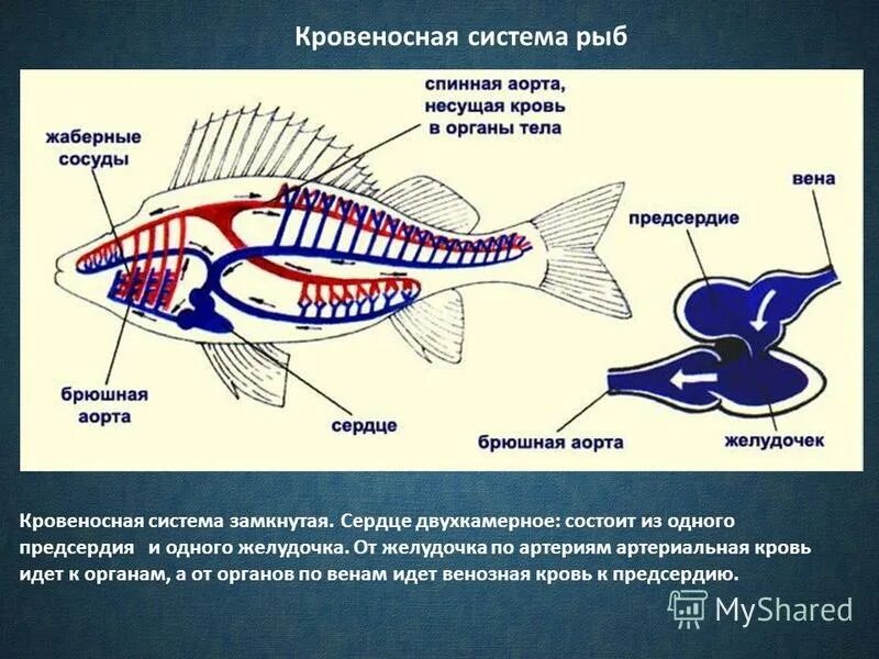 Двухкамерное сердце состоит. Кровеносная система рыб замкнутая. Двухкамерное сердце у рыб. Внутреннее строение рыбы кровеносная система.