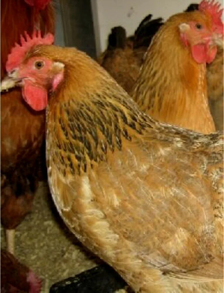 Купить куриц несушек в свердловской. Цыплята Ломан Браун. Куры несушки Рембрандт. Цыплята несушки. Несушка для кур.
