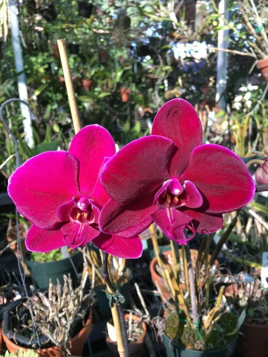 Орхидея фаленопсис Phal. OX Black Face 'OX1647' - купить в Москве, цена 1 100 ру