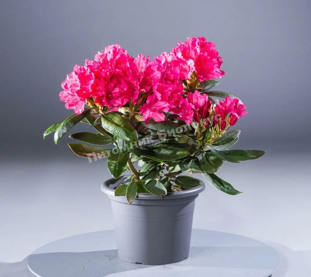 рододендрон рассада. рододендрон росток саженец.